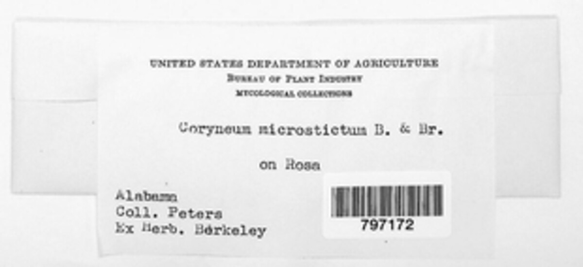 Coryneopsis microsticta image